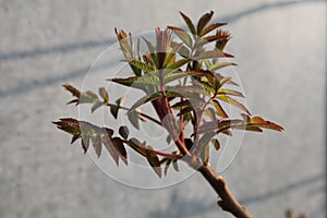 Ein austreibender Zweig einer Eberesche photo